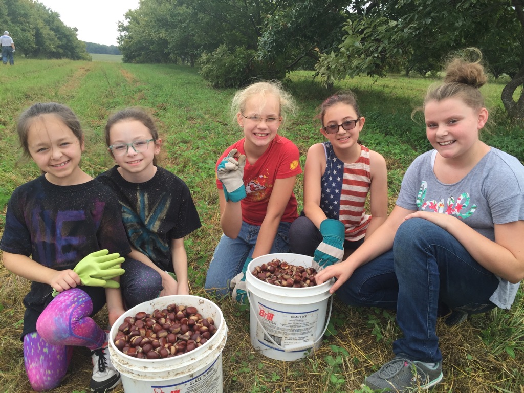 chestnut ridge farms chestnuts